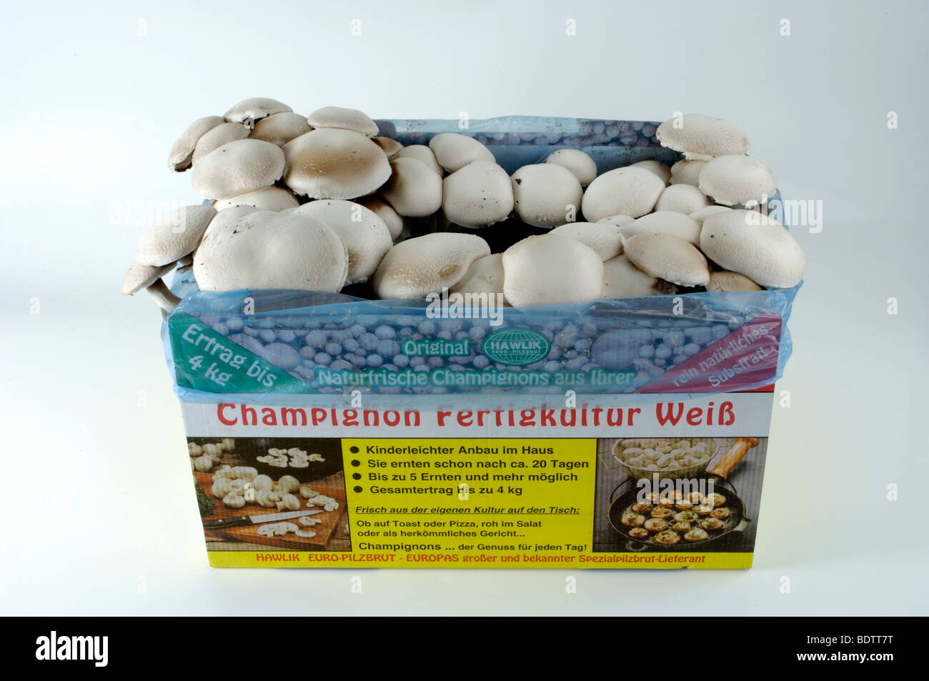 Champignon, Agaricus Hortensis, Champignon Kultur, Zuchtchampignons, Speisepilze, Pilzzucht Stockfoto