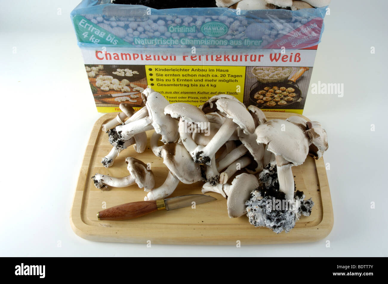 Champignon / (Agaricus Hortensis) | Champignon-Kultur / (Agaricus Hortensis) / Zuchtchampignons, Speisepilze, Pilzzucht Stockfoto