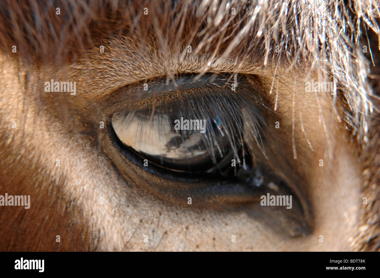 Pferdeauge Stockfoto