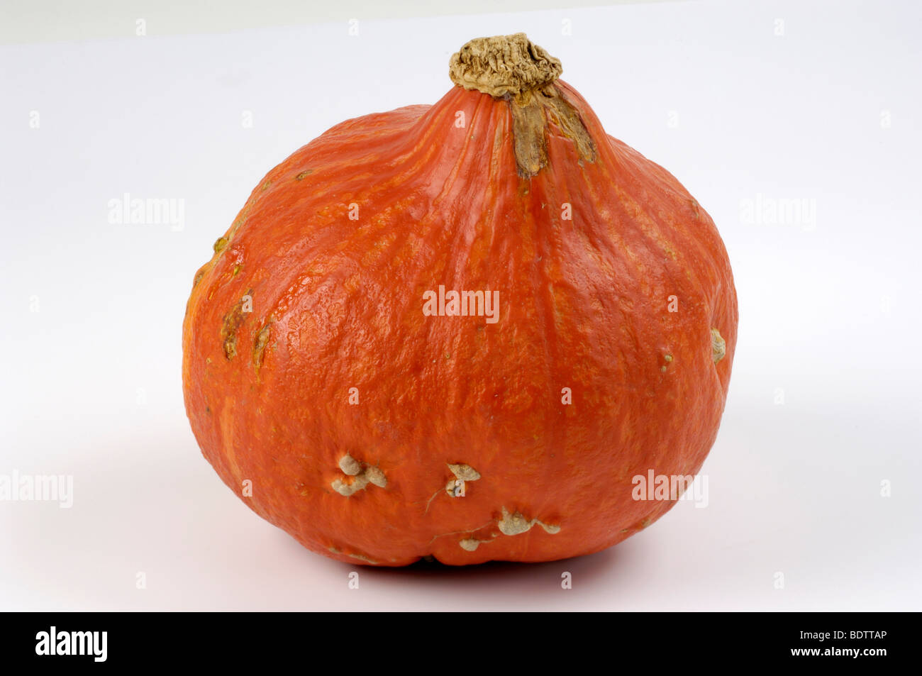 Kürbis, Speisekuerbis, Hokkaido Cucurbita Pepo, Kuerbis, Gartenkuerbis Stockfoto