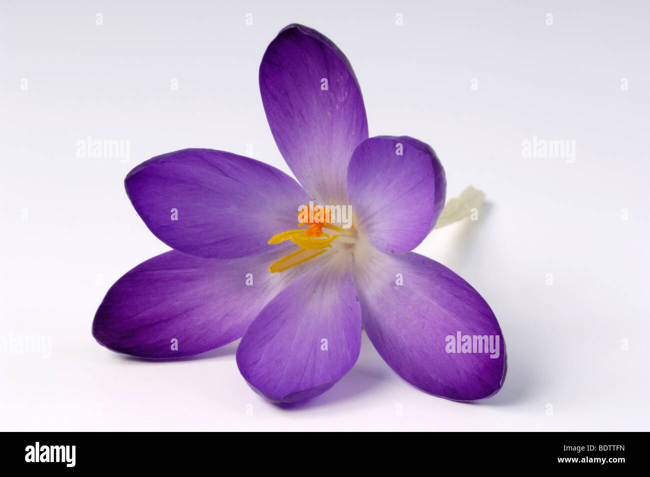 Krokusblüte, Crocus Vernus, Fruehlings-Krokus Bluete Stockfoto