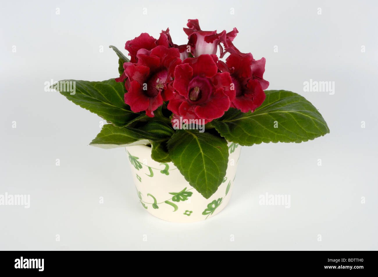 Sinningia, Sinningia Speciosa, Gloxinie, Sinningia speciosa Stockfoto