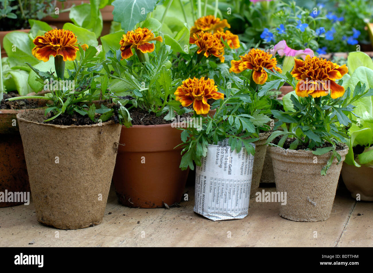 Signet Ringelblume, Tagetes Tenuifolia, Tagetes, Pflanzenanzucht Im Fruehjahr Stockfoto