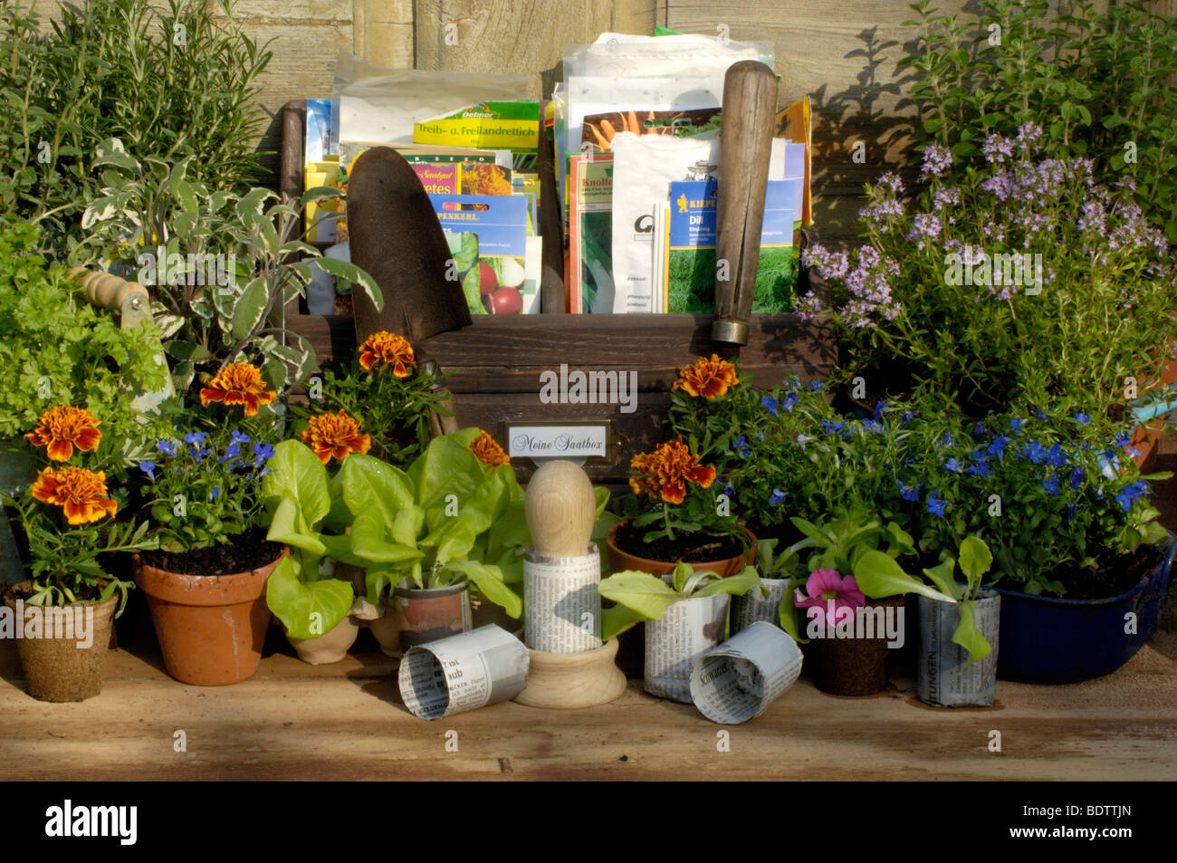 Jungpflanzen, Tagetes Und Thymian, Thymus Citriodorus, Pflanzenanzucht, Tagetes, Studentenblume Und Thymian, Thymus citriodorus Stockfoto