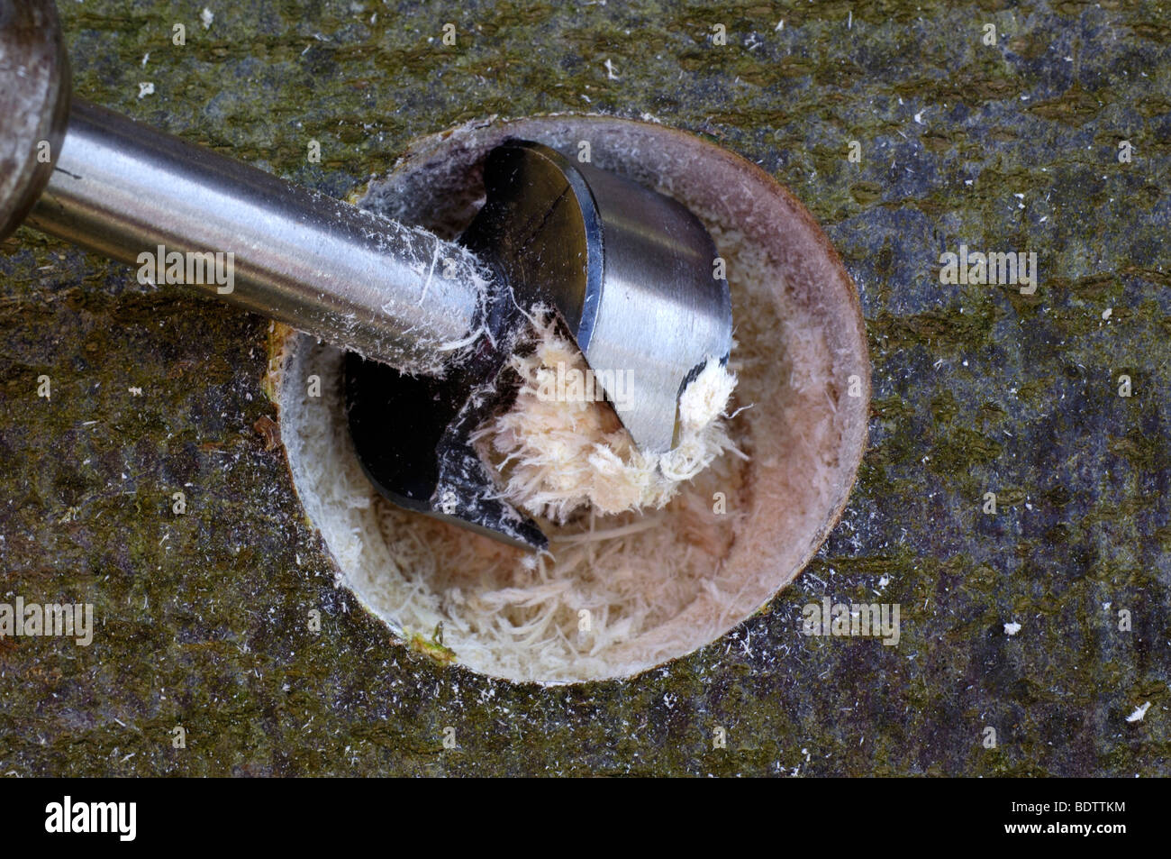 Pilzzucht, Bohrloch Fuer Pilzsubstrat, Speisepilze Stockfoto