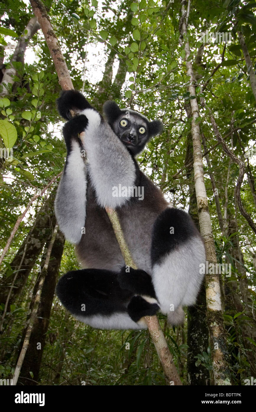 Indri Indri Indri, Madagaskar, Afrika, Babakoto, Madagaskar, Afrika Stockfoto