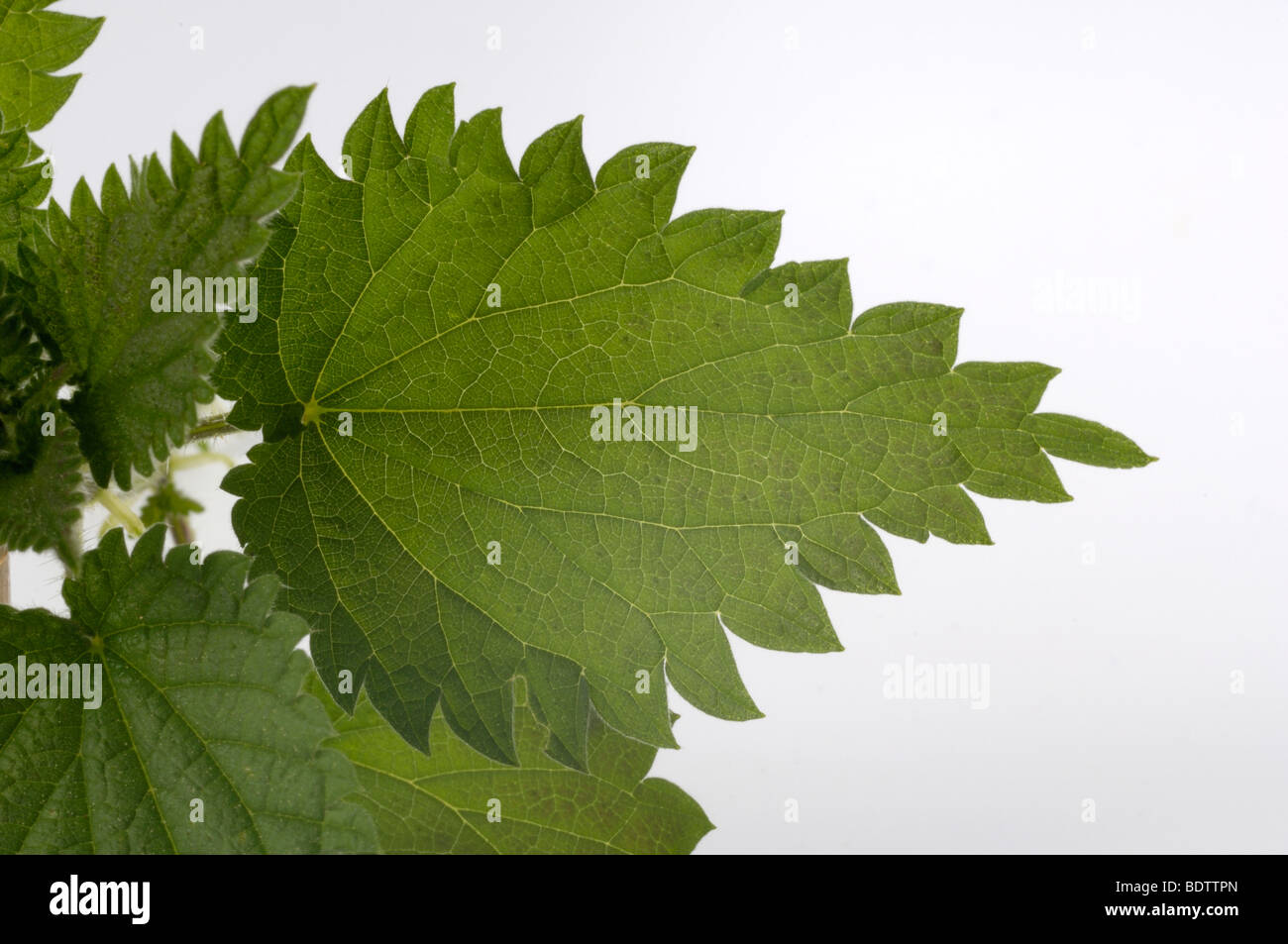 Brennessel Blätter, Urtica Dioica, hiesiges Blaetter, Urtica Dioica, Klostermedizin, Homoeopathie Stockfoto