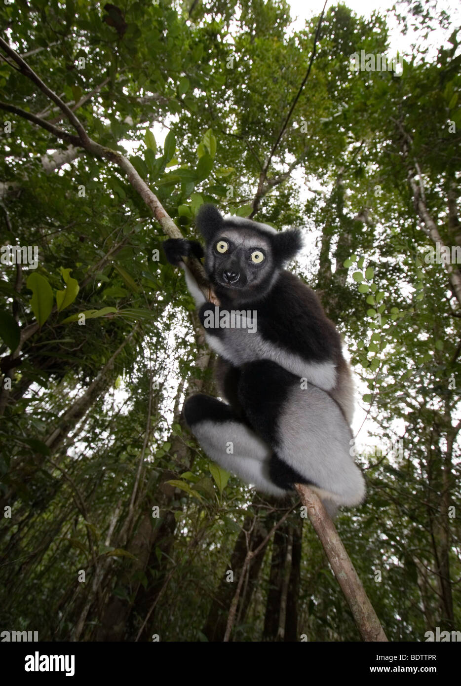 Indri Indri Indri, Madagaskar, Afrika, Babakoto, Madagaskar, Afrika Stockfoto