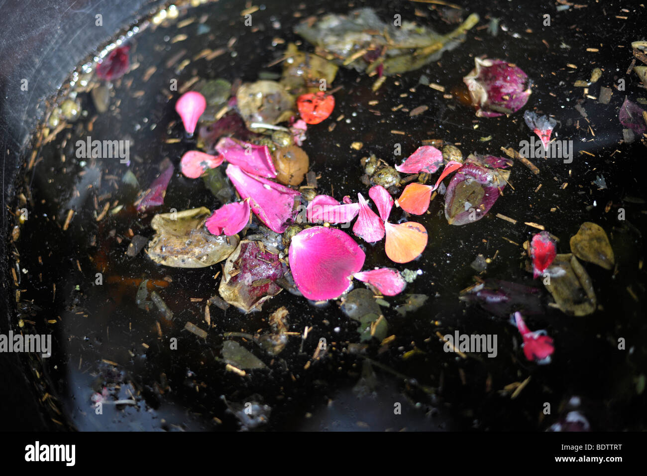 Blüten auf Wasser Stockfoto