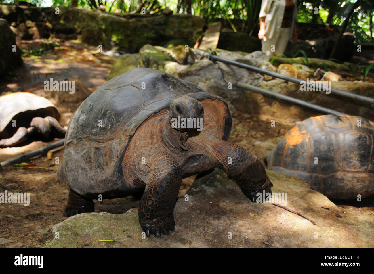 Riesenschildkröte (Aldabrachelys Gigantea), Moyenne Island, Sainte Anne Marine National Park, Seychellen, Afrika, Indischer Ozean Stockfoto