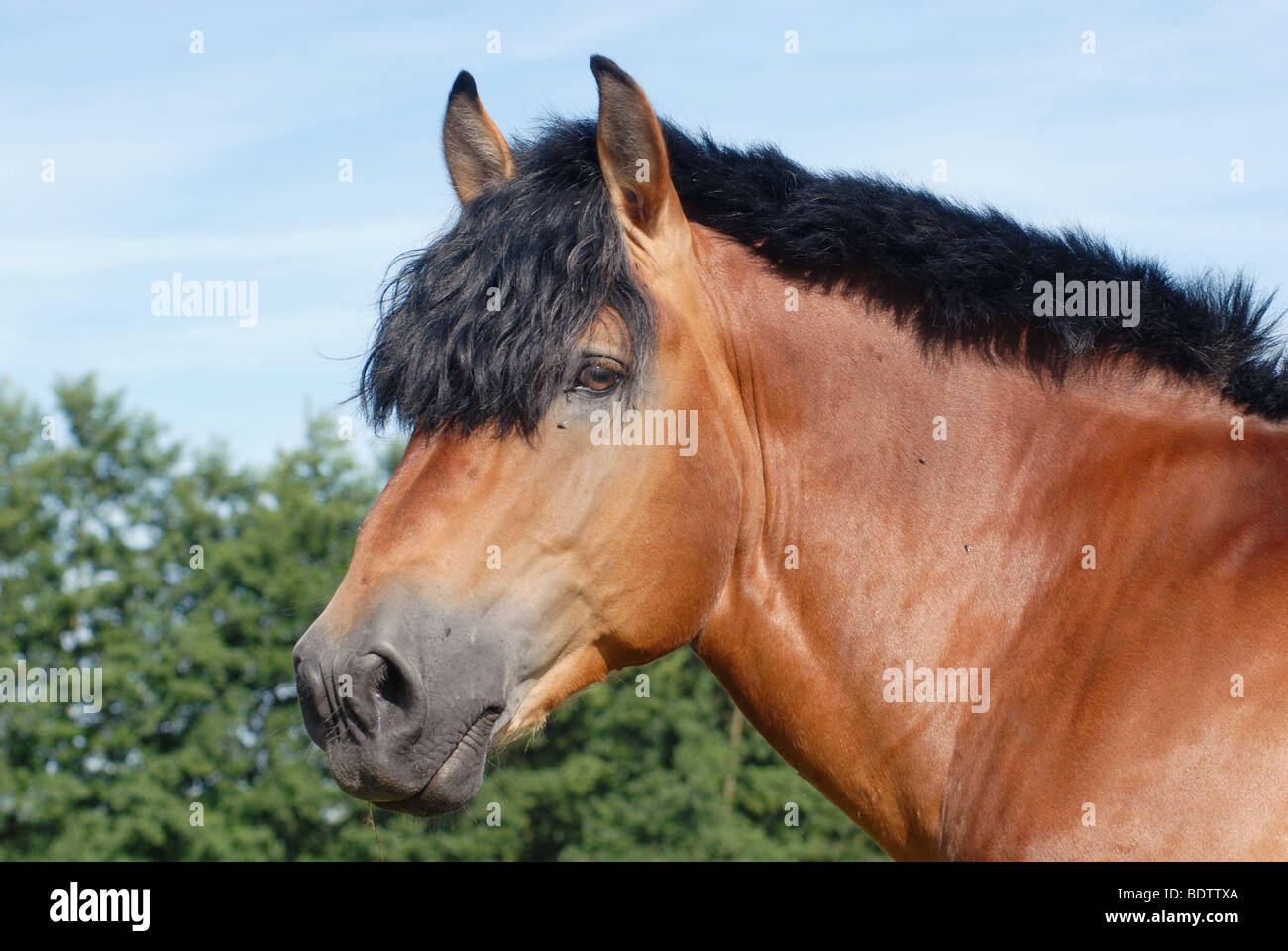 Saechsisch-Thueringisches Kaltblutpferd, Sachsen-Thüringen kaltblütiger Pferd, Deutschland Stockfoto