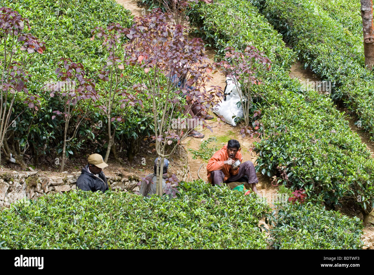 Tee-Plantagen-Arbeiter in Bogawabtalawa, Sri Lanka nehmen ein Mittagessen auf dem Feld. Stockfoto