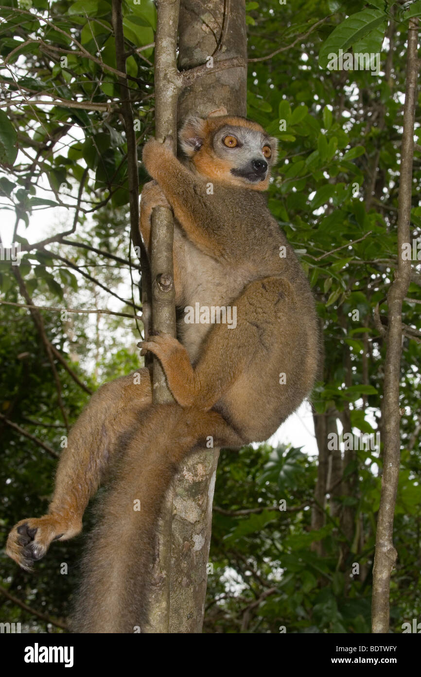 Kronenmaki, Eulemur Coronatus, gekrönte Lemur, Madagaskar, Afrika, Afrika Stockfoto