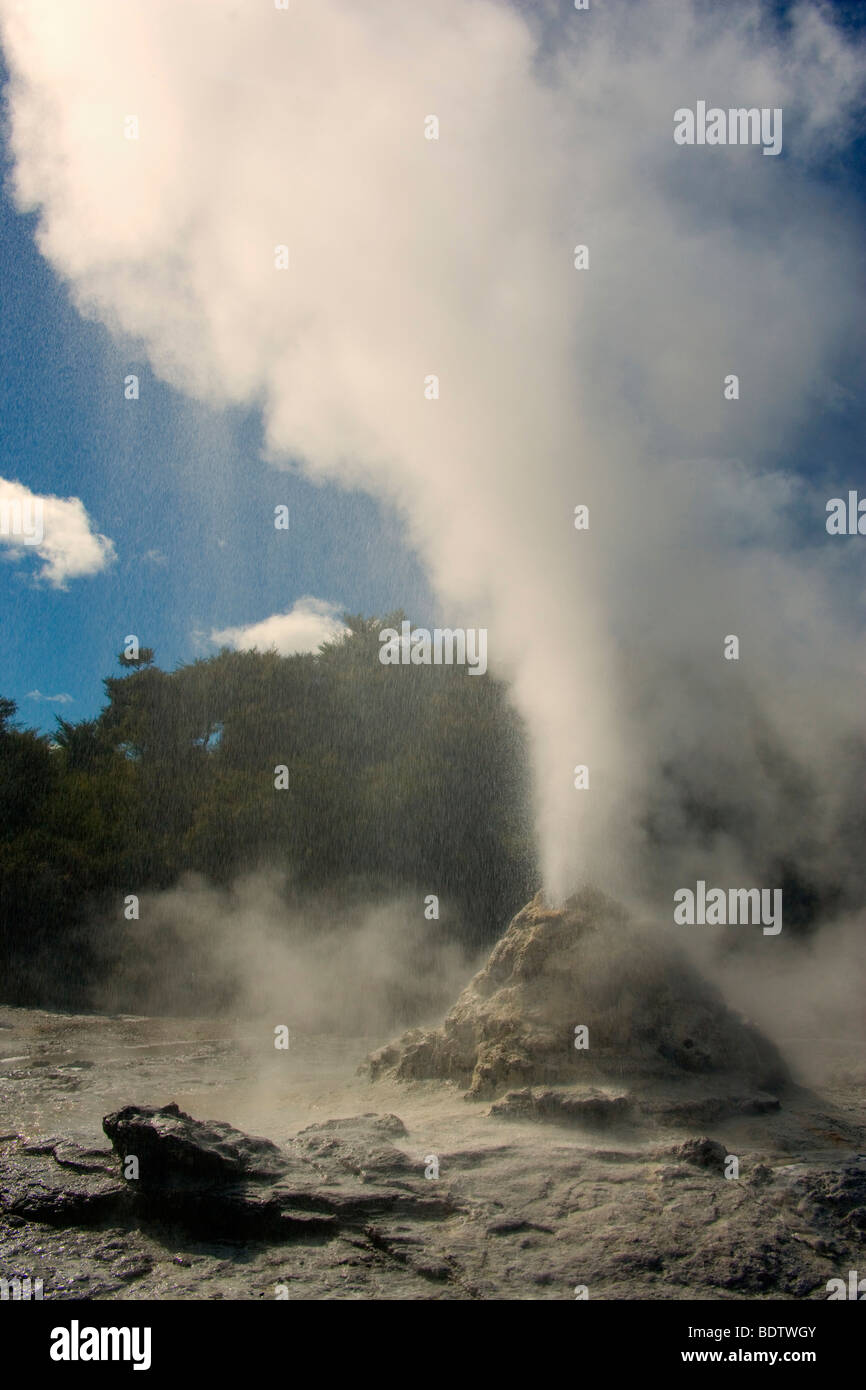 Lady Knox Geyser, ausbrechenden Geysir spuckt Wasser und Dampf, Waiotapu Thermal Wunderland, Rotorua, Nordinsel, Neuseeland Stockfoto