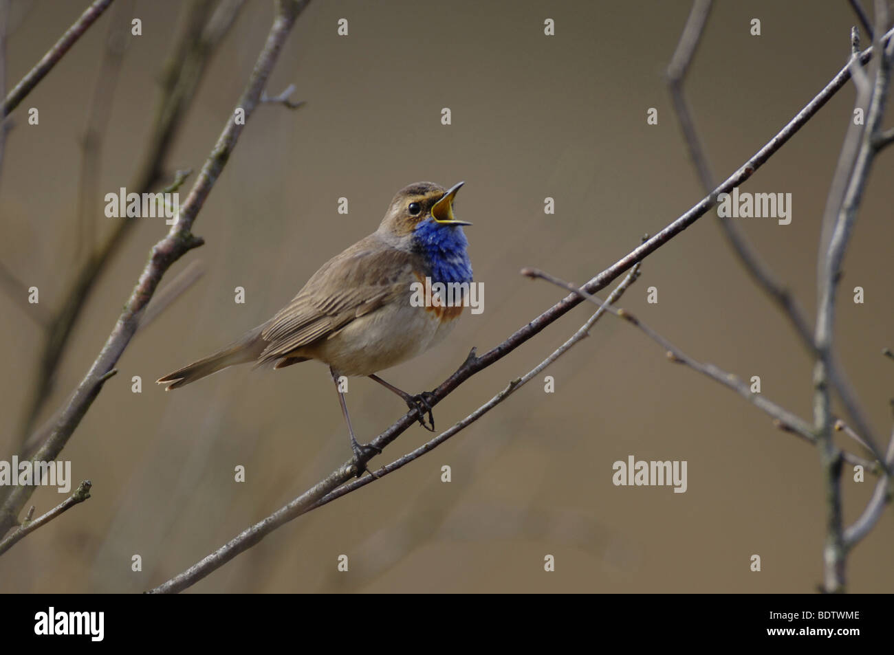 Balzendes Blaukehlchen, Blaukehlchen (Luscinia Svecica), Duemmer See, Deutschland Stockfoto