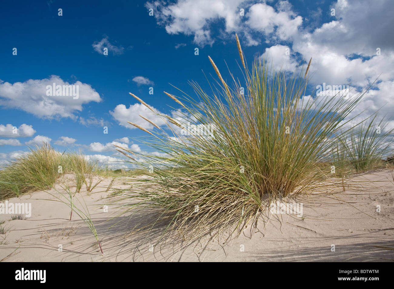 Gemeiner Strandhafer Auf Sandduene, Dünengebieten auf Sand Düne (Ammophila Arenaria) Stockfoto