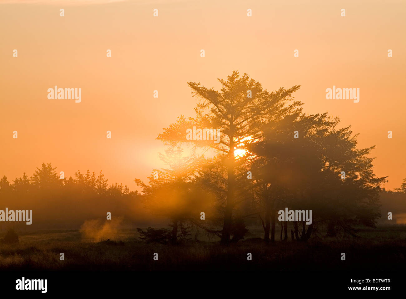 Rotfichten Im Morgenlicht / Norwegen Fichte in der Morgensonne / Picea Abies Stockfoto