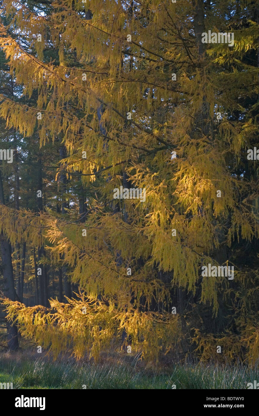 Europaeische Laerche (Laerche) / Europäische Lärche (Lärche