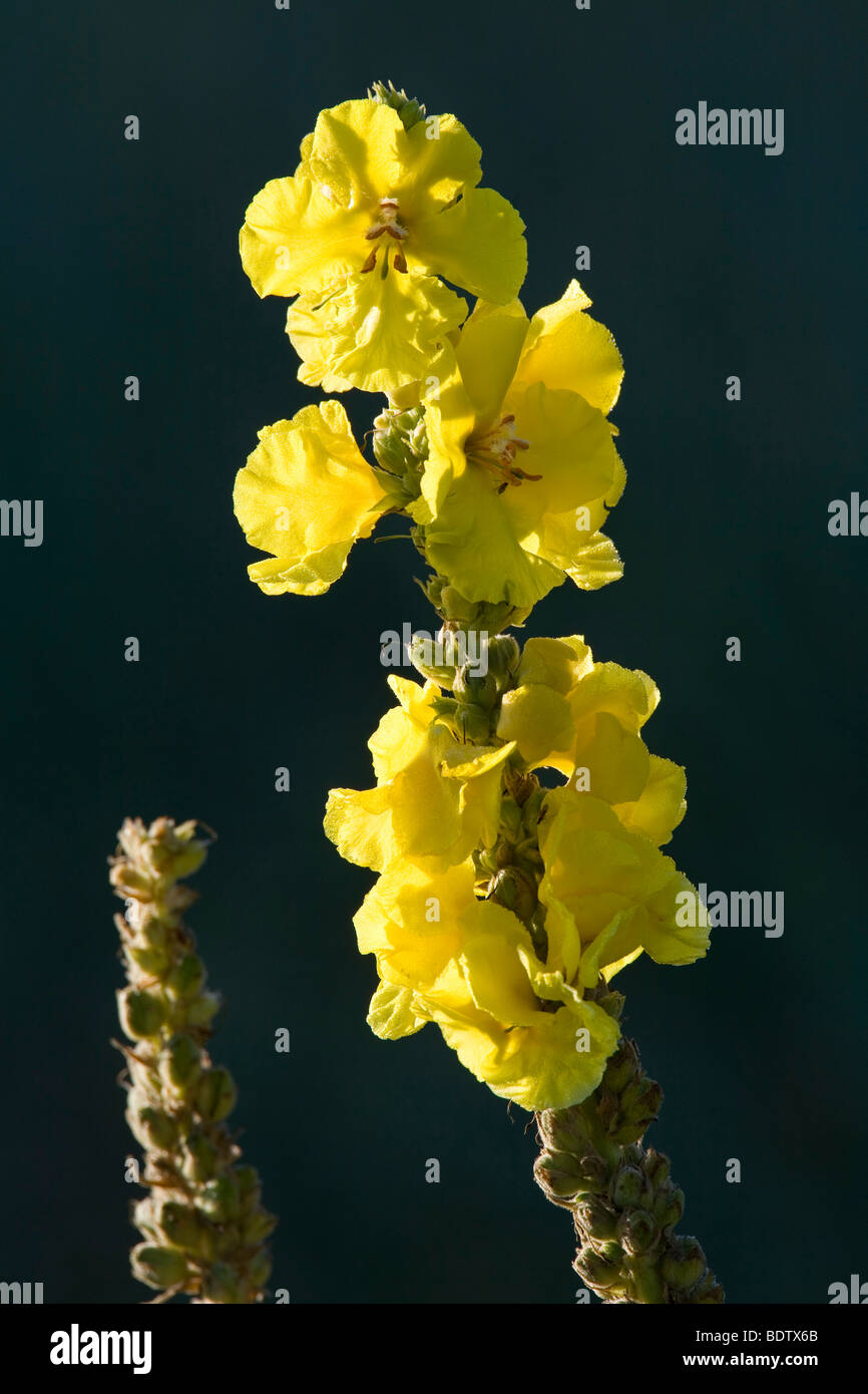 Grossbluetige Koenigskerze - (Wollblume) / Denseflower Königskerze - (Königskerze) / Verbascum Densiflorum Stockfoto