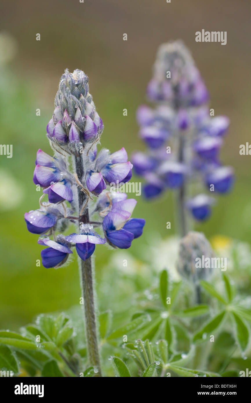 Alaska-Lupine / Nootka Lupine / Lupinus Nootkatensis Stockfoto