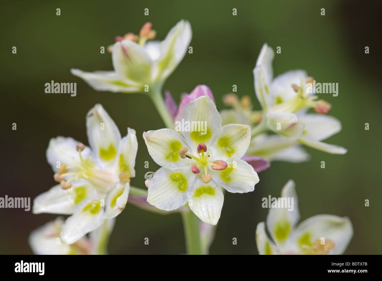 Zierliche Jochlilie - (Jochblume) / Berg Deathcamas - (Alkali Grass) / Zigadenus Elegans Stockfoto
