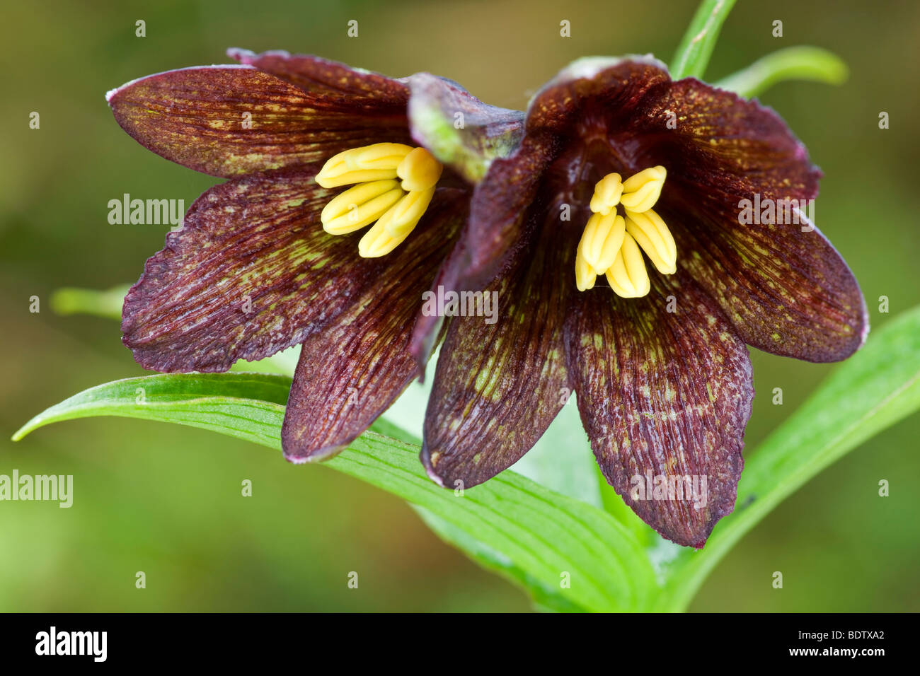 Schatten-Schachblume - (Schwarze Fritillarie) / Chocolate Lily - (Kamtschatka Fritillary) / Fritillaria Camschatcensis Stockfoto