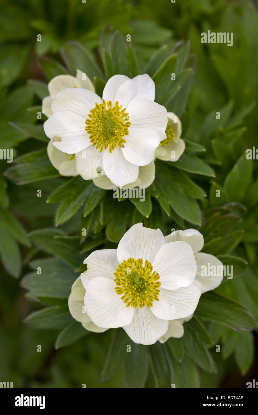 Narzissenbluetiges Windroeschen - (Berghaehnlein) / Narcissus-geblümten Anemone / Anemone Narcissiflora Stockfoto
