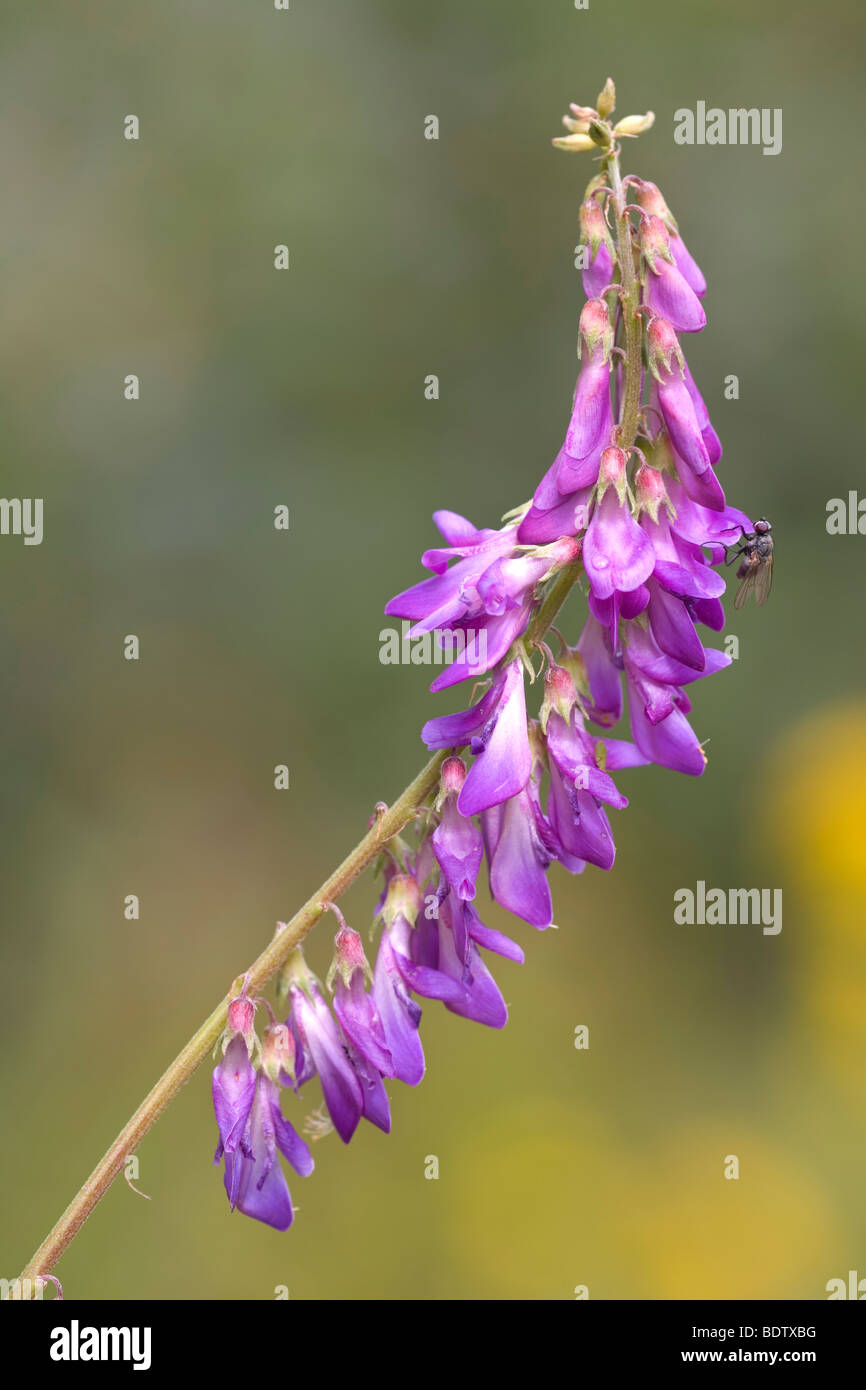 Vogelwicke / Vogel-Wicke / Vicia Cracca Stockfoto