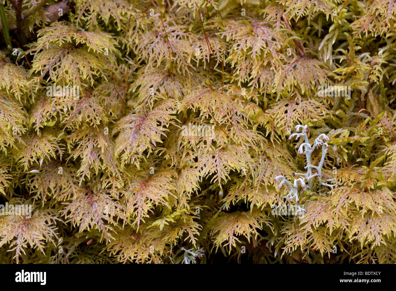 Etagenmoos - (Stockwerkmoos) / glänzenden Holz-Moos - (Feder Moss) / Hylocomium Splendens Stockfoto