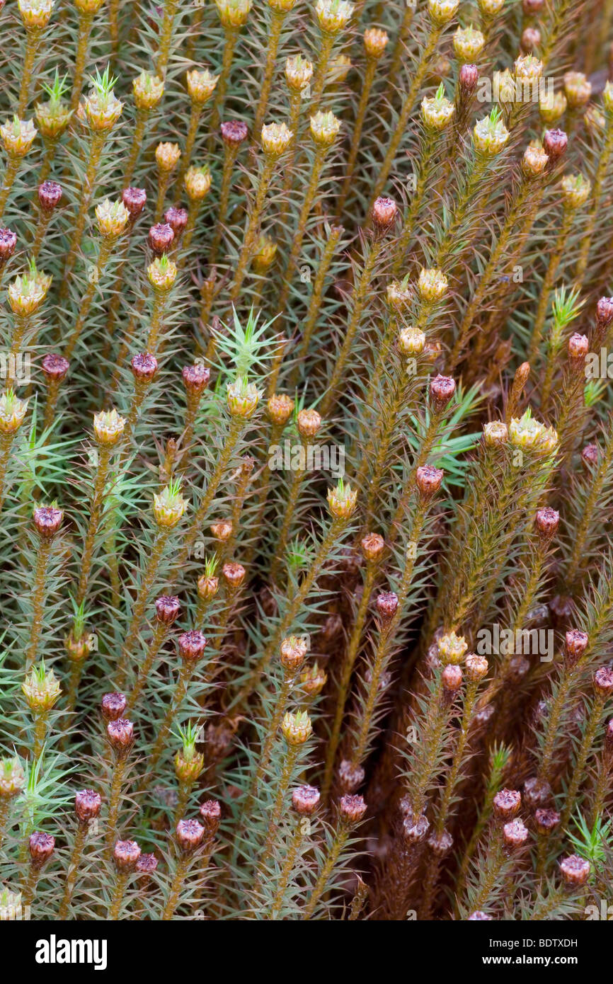 Goldenes Frauenhaarmoos - (Widertonmoos) / Polytrichum Moss - gemeinsame Haircap / Polytrichum Kommune Stockfoto