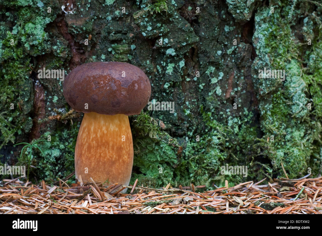 Maronenroehrling - (Marone) / Bay Bolete / Boletus Badius - (Xerocomus Badius) Stockfoto