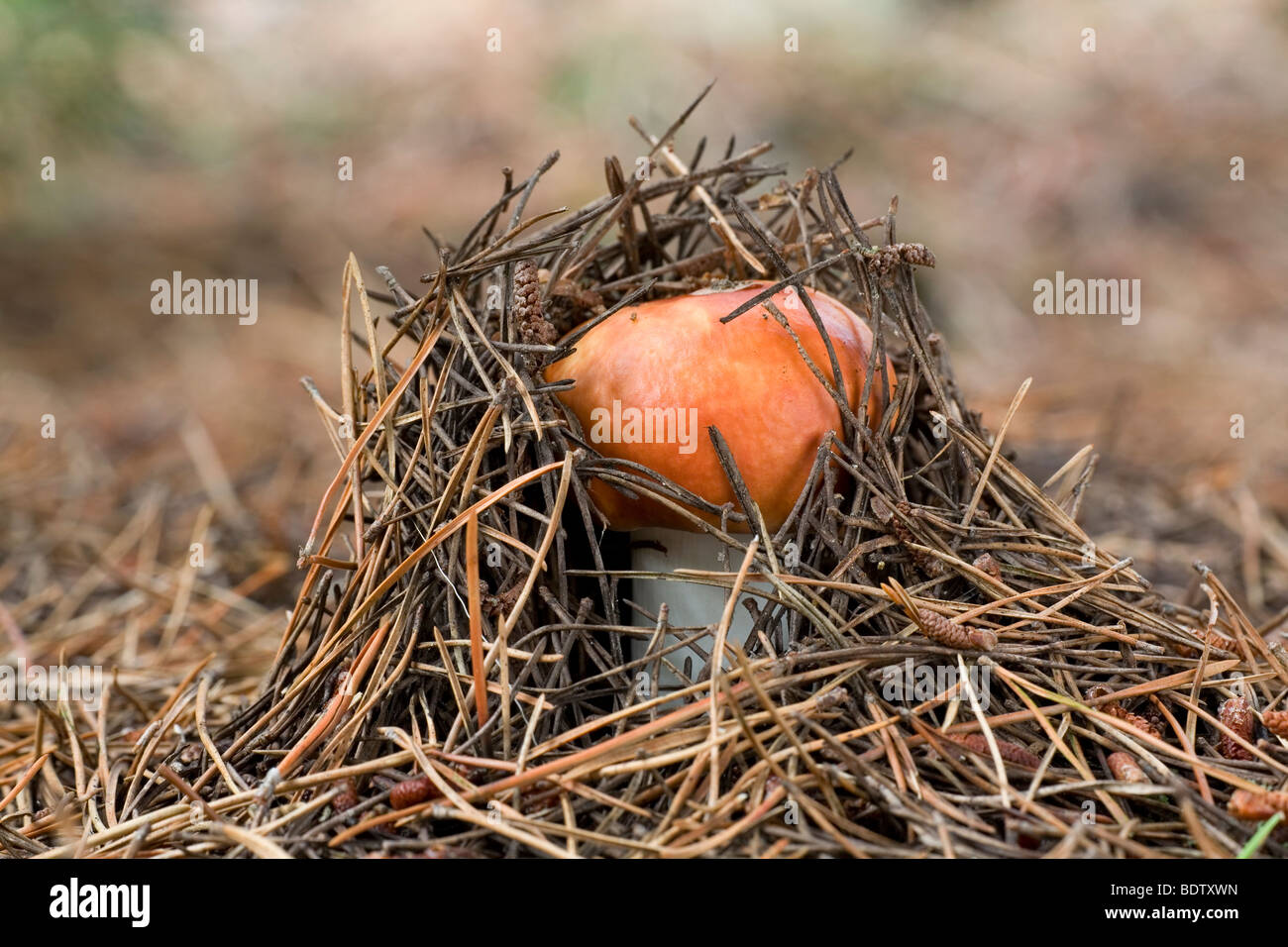 Orangeroter Graustieltaeubling / rot-capped ubling / ubling Decolorans Stockfoto