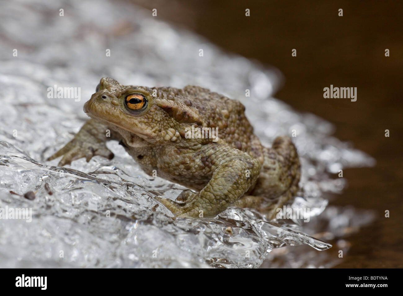 Echte kroeten Fotos und Bildmaterial in hoher Auflösung Alamy
