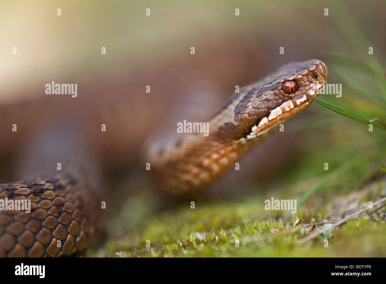 Kreuzotter, Addierer - gemeinsame Viper (Vipera Berus) Stockfoto