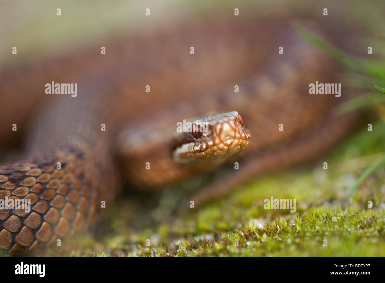 Kreuzotter, Addierer - gemeinsame Viper (Vipera Berus) Stockfoto