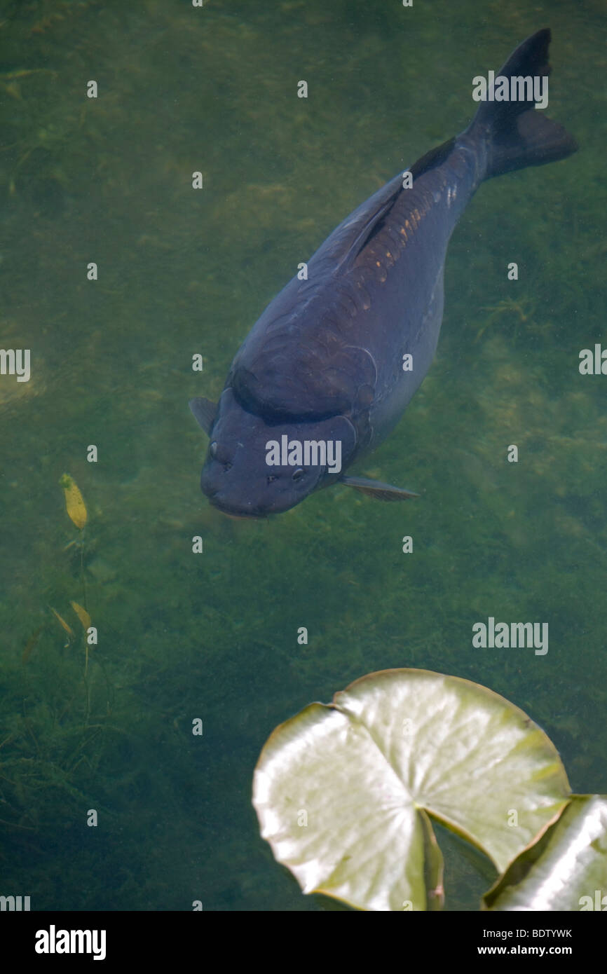 Spiegelkarpen, Karpfen (Cyprinus Carpio Morpha Noblis) Stockfoto