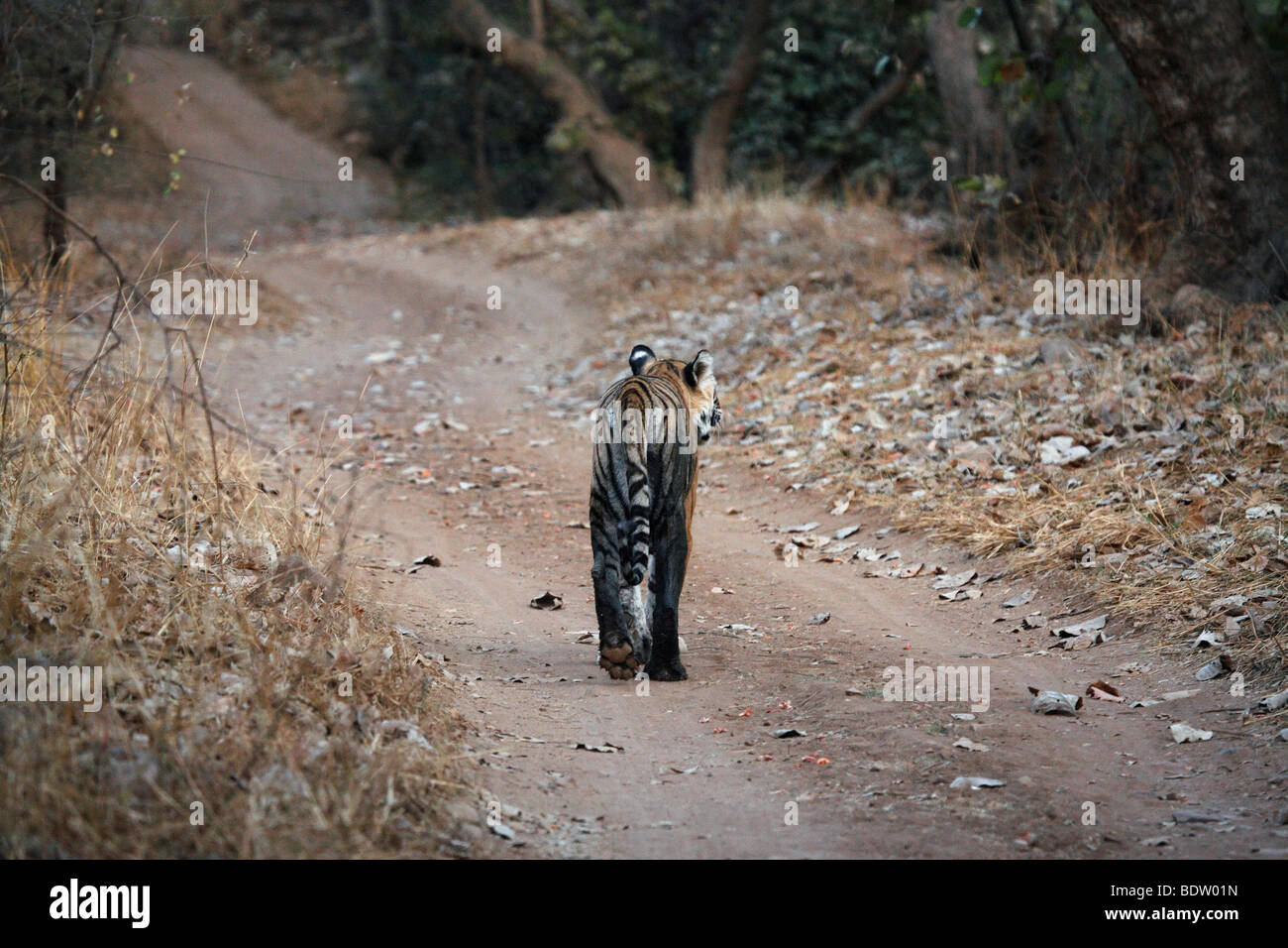 Indischer Tiger, Koenigstiger, Panthera Tigris Tigris, Indien, Asien, royal Bengal Tiger, Indien, Asien Stockfoto