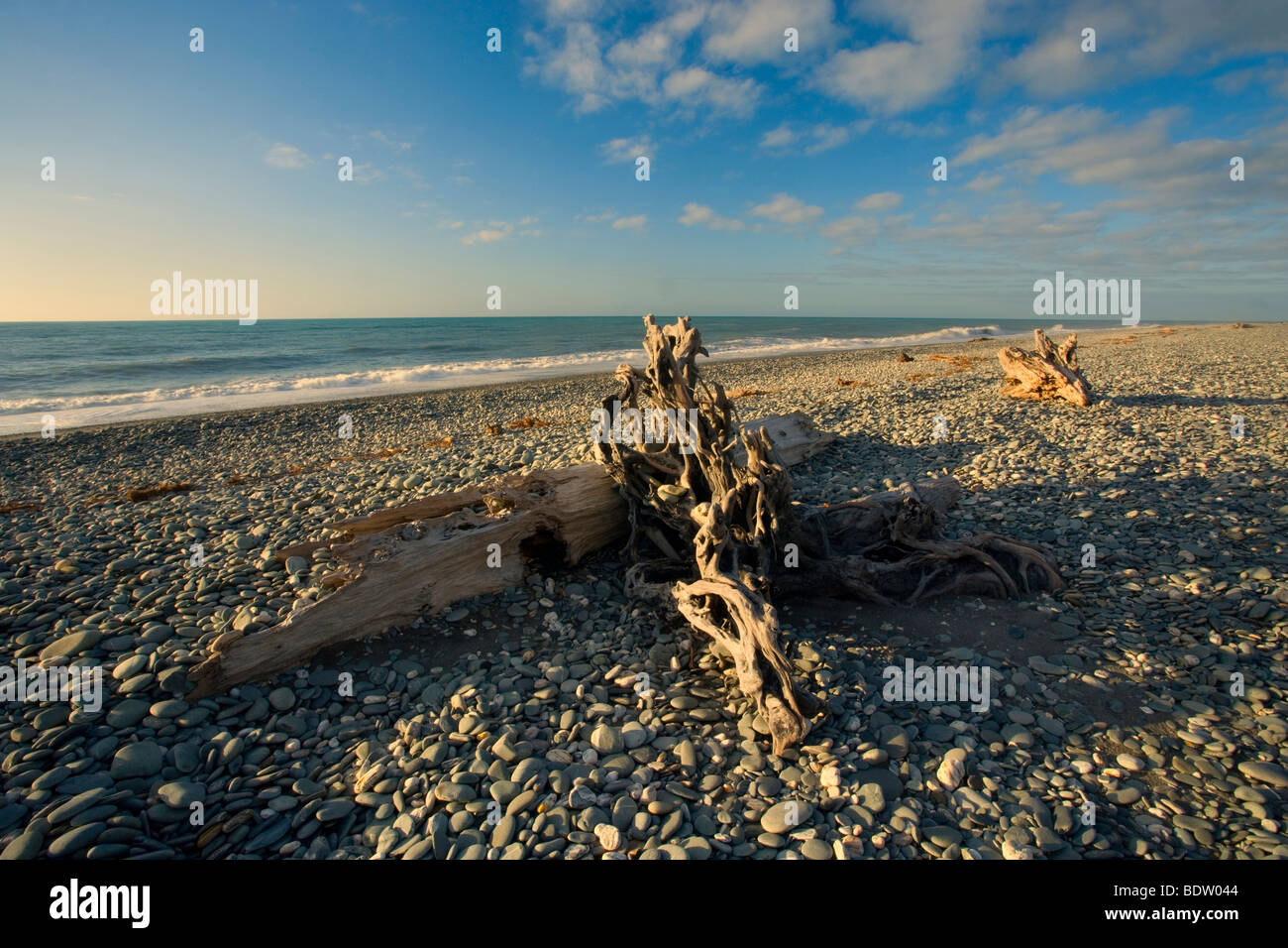 Treibholz, durch die Kraft des Wassers geformt wunderschön Treibholz angeschwemmt am Gillespies Beach. Stockfoto