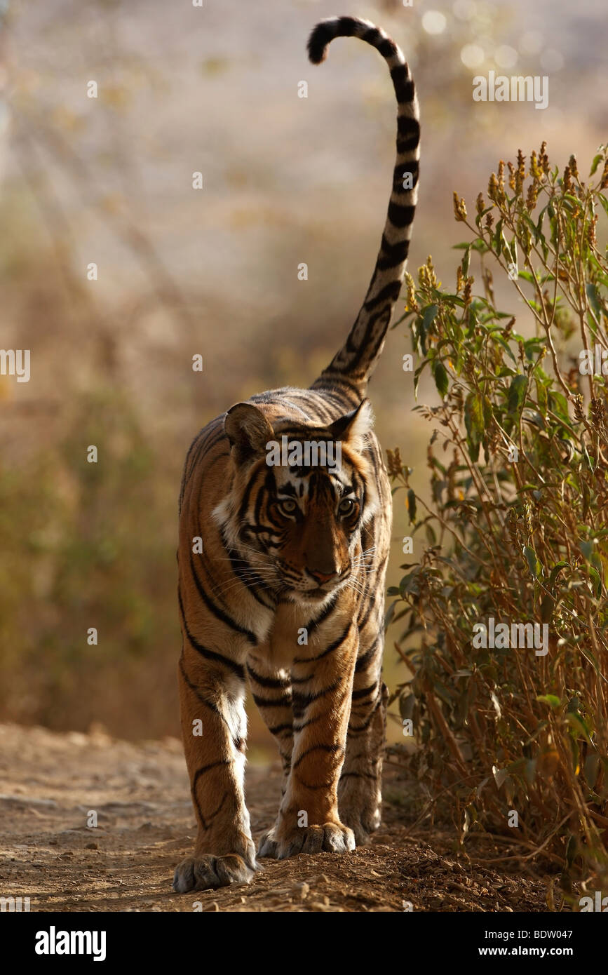 Bengal tiger stalking Fotos und Bildmaterial in hoher Auflösung Alamy