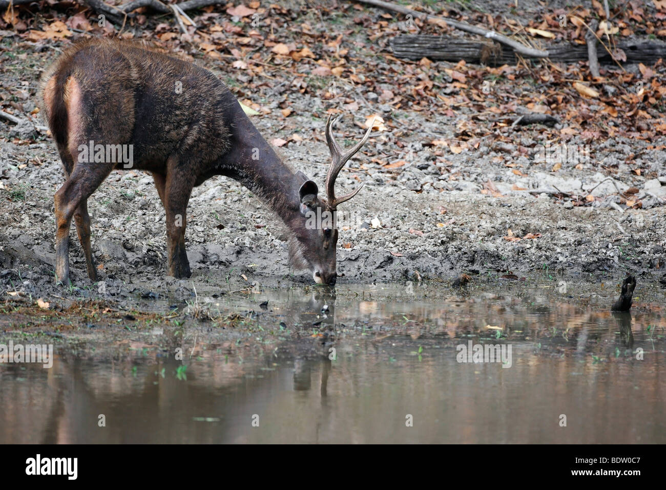 Sambarhirsch Im Khana Nationalpark, Indien, Sambar-Hirsch, Cervus unicolor, Khana Nationalpark, Indien Stockfoto