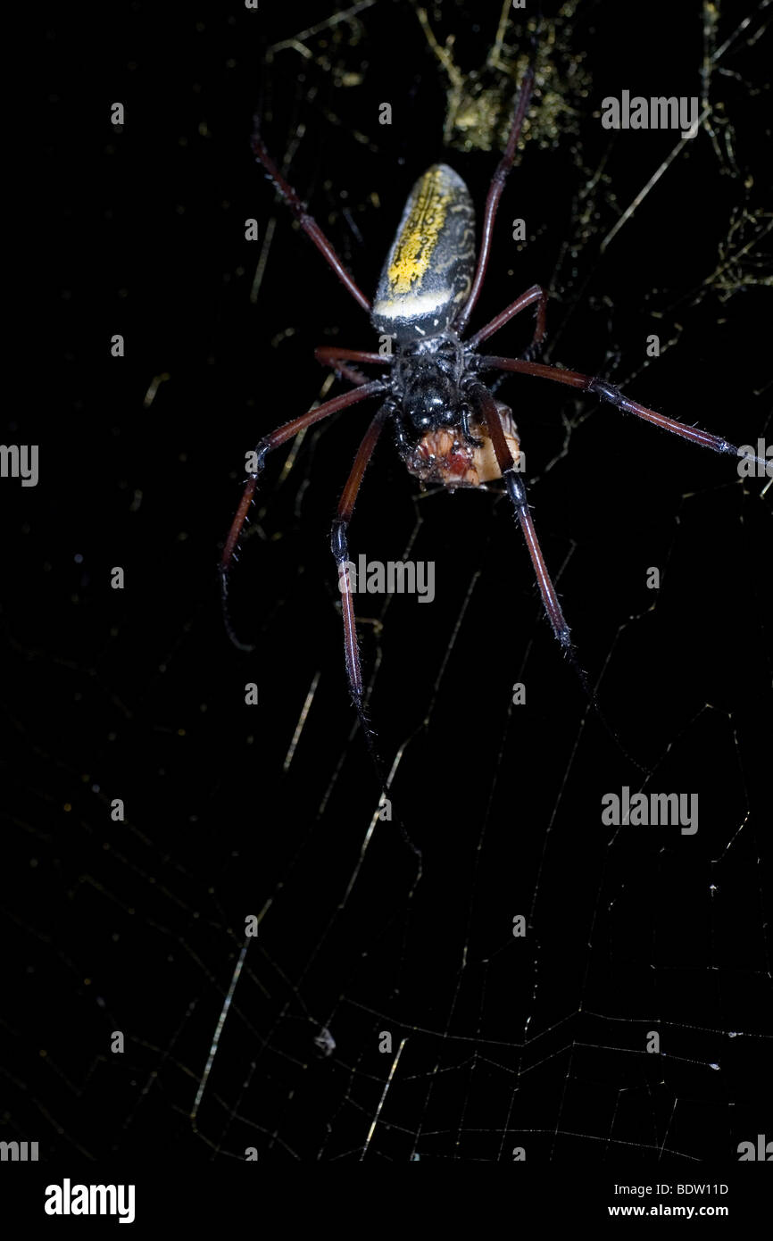 Golden Orb-Web-Spider, (Nephila Clavipes), Madagaskar, Afrika Stockfoto