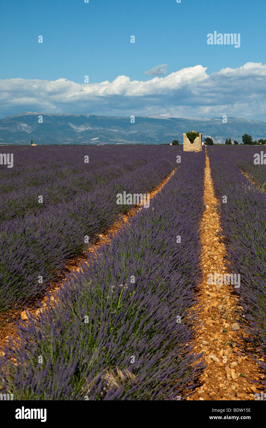 Lavande Felder in der Provence, Frankreich Stockfoto