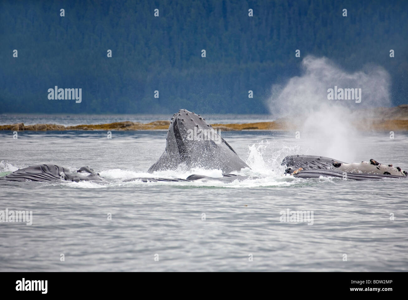 Novaeangliae Buckelwal Impressionen Stockfoto
