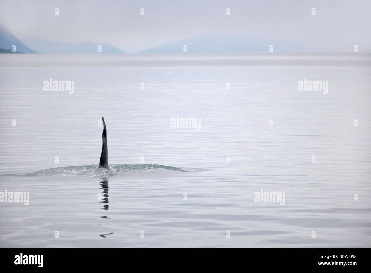 Orca-Fin ragt aus der Wasseroberfläche Stockfoto