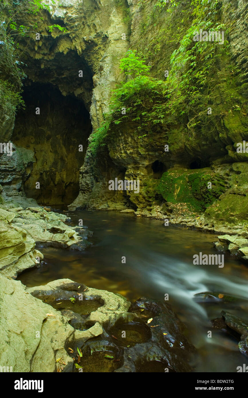 Ruakuri Bush und Landschaftsschutzgebiet, Waitomo, King Country, Nordinsel, Neuseeland Stockfoto