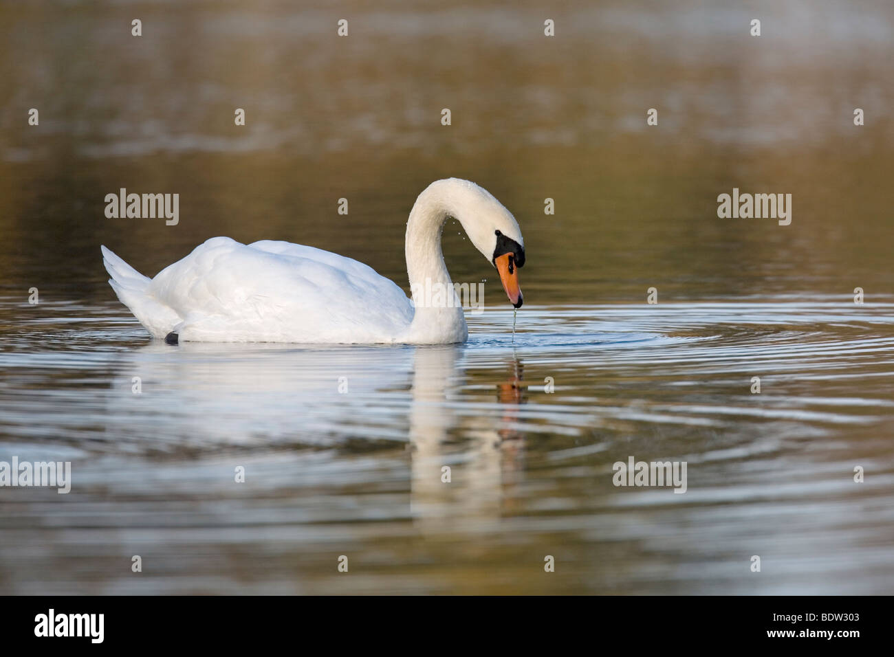 Hoeckerschwan - Maennchen / Höckerschwan - männlich (Cygnus Olor) Stockfoto