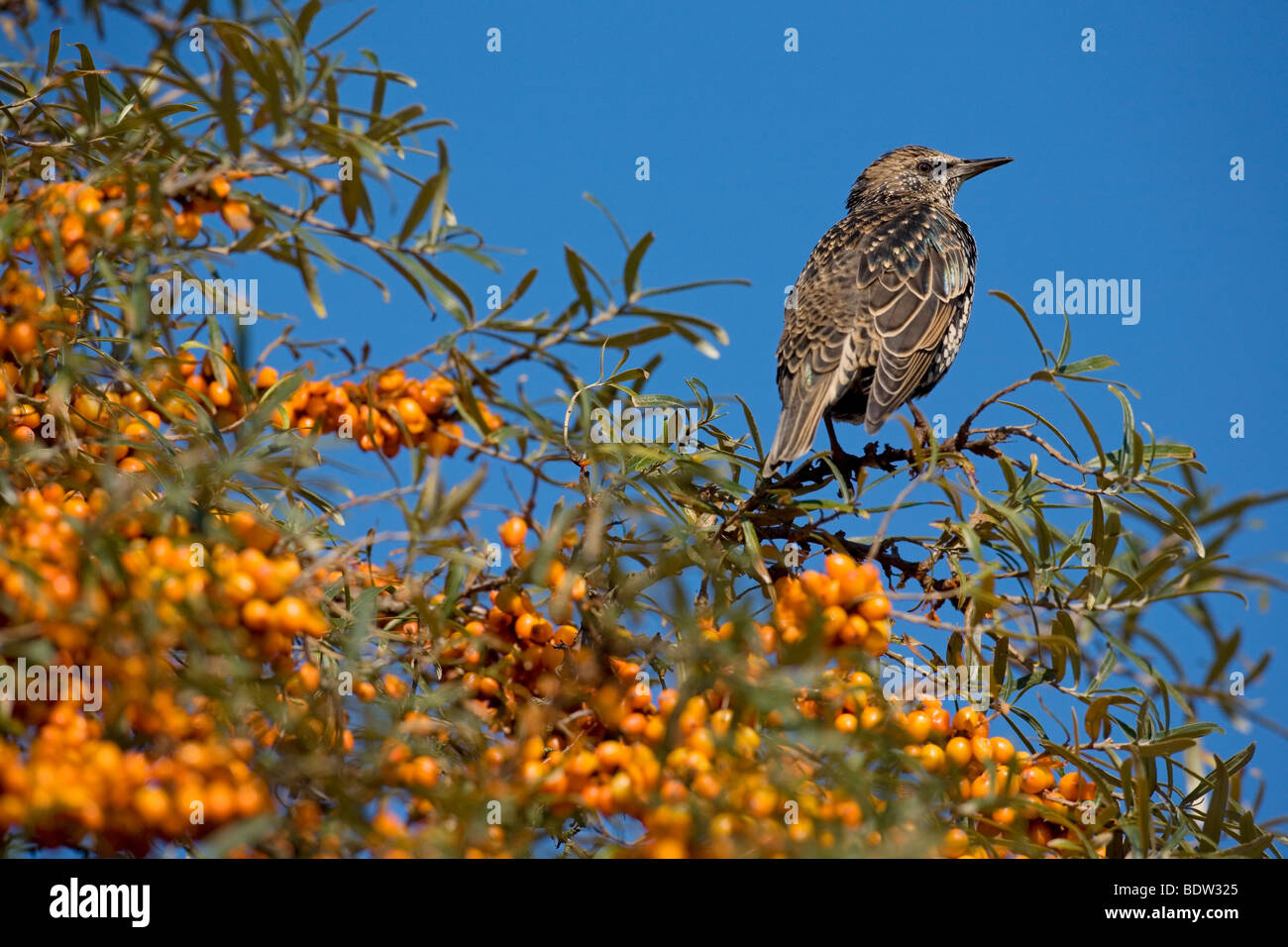 Starling & Sanddorn / Sturnus Vulgaris & Hippophae Rhamnoides Stockfoto
