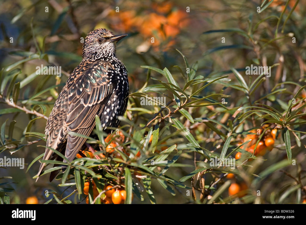 Starling & Sanddorn / Sturnus Vulgaris & Hippophae Rhamnoides Stockfoto