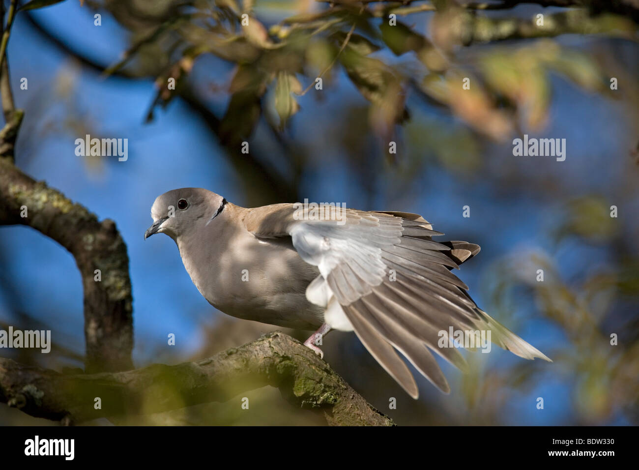 Tuerkentaube - Altvogel, Collared Dove - Erwachsenen (Streptopelia Decaocto) Stockfoto