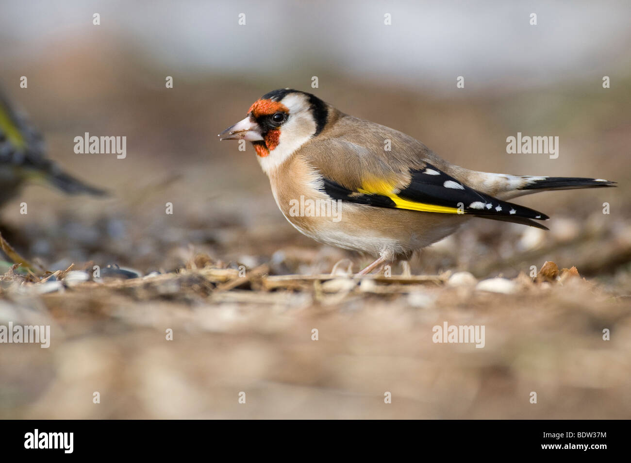 Stieglitz (Zuchtjahr Zuchtjahr) Stieglitz Stockfoto